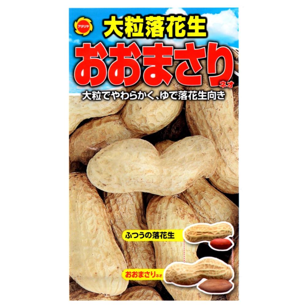 落花生　大まさり