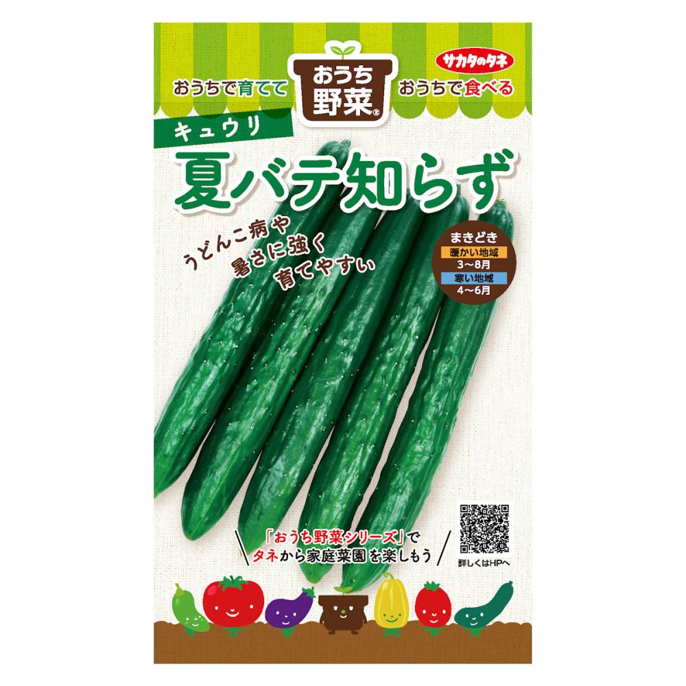 おうち野菜　キュウリ　夏バテ知らず