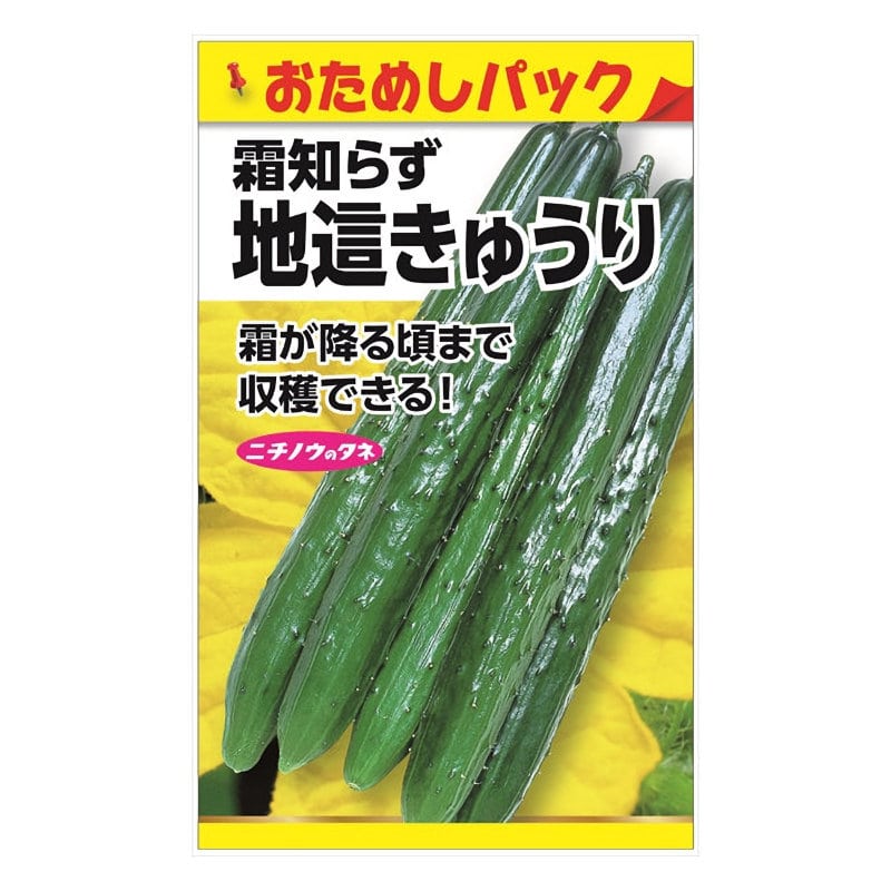 ニチノウのタネ　キュウリ種子　地這きゅうり　おためしパック