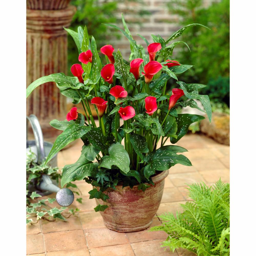 【春予約】　たくさん花が咲くカラー　レッド　１球　【申込期限：３月２２日（日）】