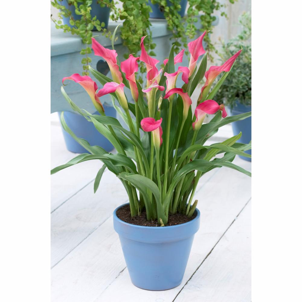 【春予約】　たくさん花が咲くカラー　ピンク　１球　【申込期限：３月２２日（日）】