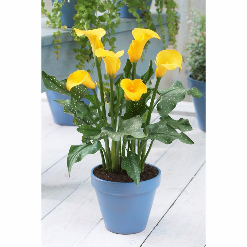 【春予約】　たくさん花が咲くカラー　イエロー　１球　【申込期限：３月２２日（日）】