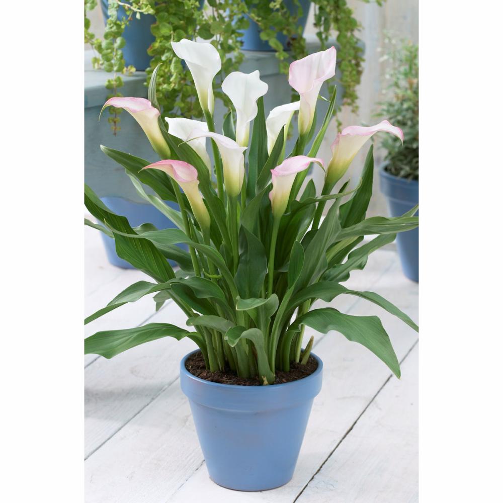 【春予約】　たくさん花が咲くカラー　ホワイト　１球　【申込期限：３月２２日（日）】