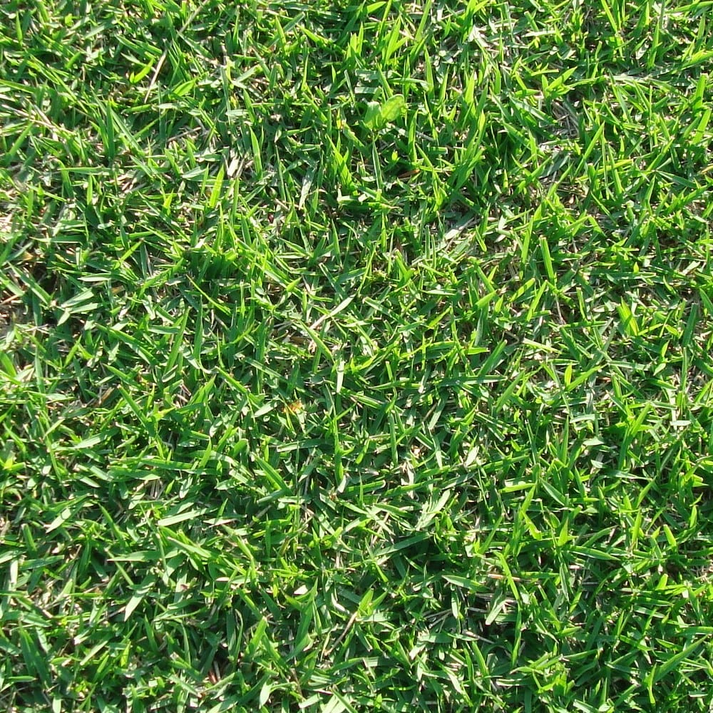 芝生キリシマターフ　２束（２㎡・宅配専用）