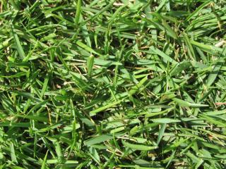 芝生高麗芝　２束（２㎡・宅配専用）