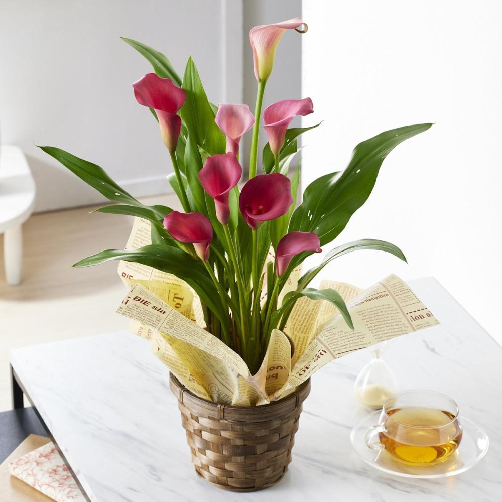 【母の日ギフト】　カラー　チェリーソルベ　５号鉢　【申込期限：５月６日】【お届け予定日：５月７日～１０日】