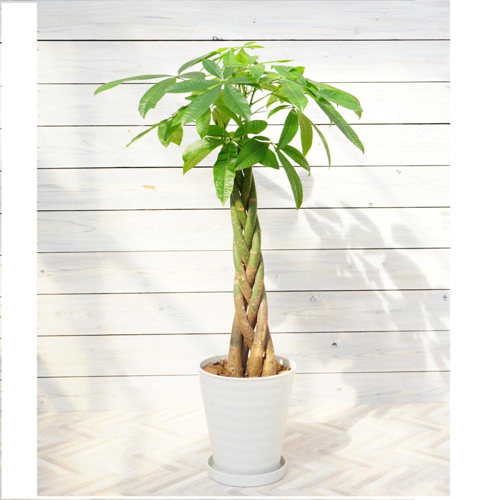 【大型観葉】　パキラ　８号鉢