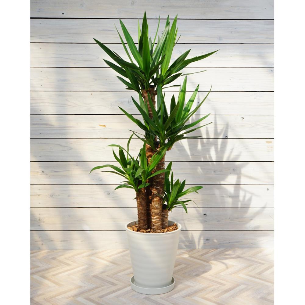 【大型観葉】　ドラセナ　ユッカ　８号鉢