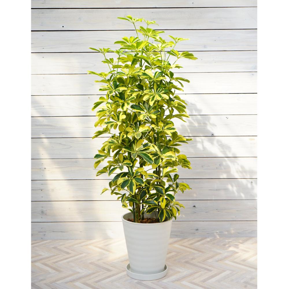 【大型観葉】　ホンコンカポック　斑入り　８号鉢