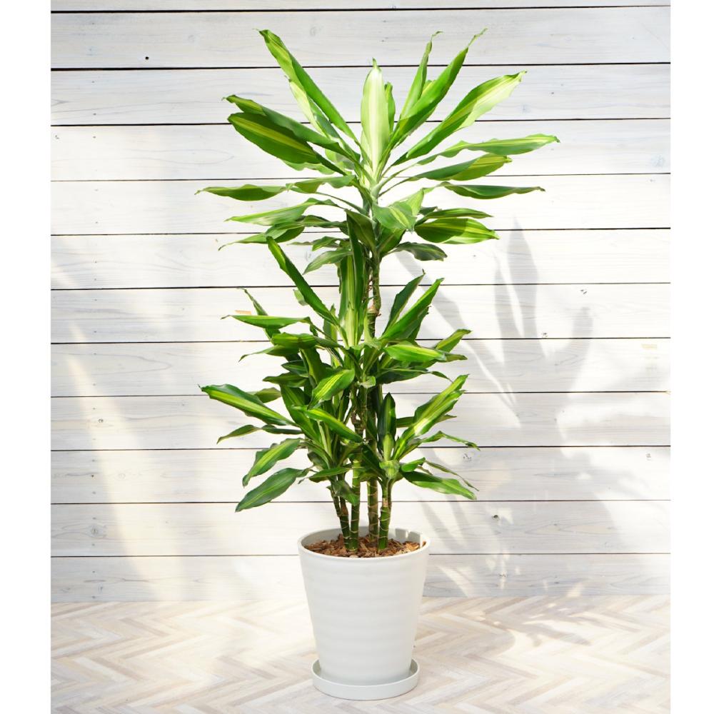 【大型観葉】　ドラセナ　ジェレ　８号鉢