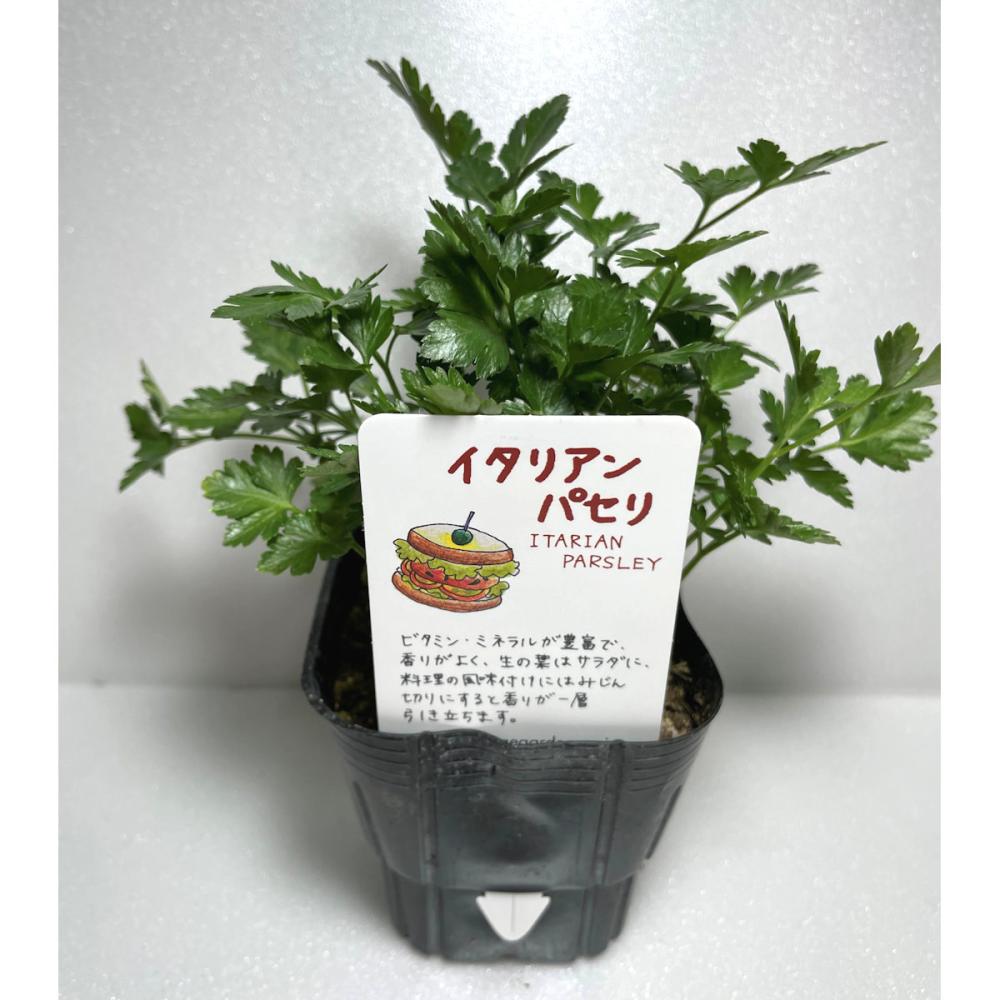 イタリアンパセリ　ハーブ苗（４ポット専用）
