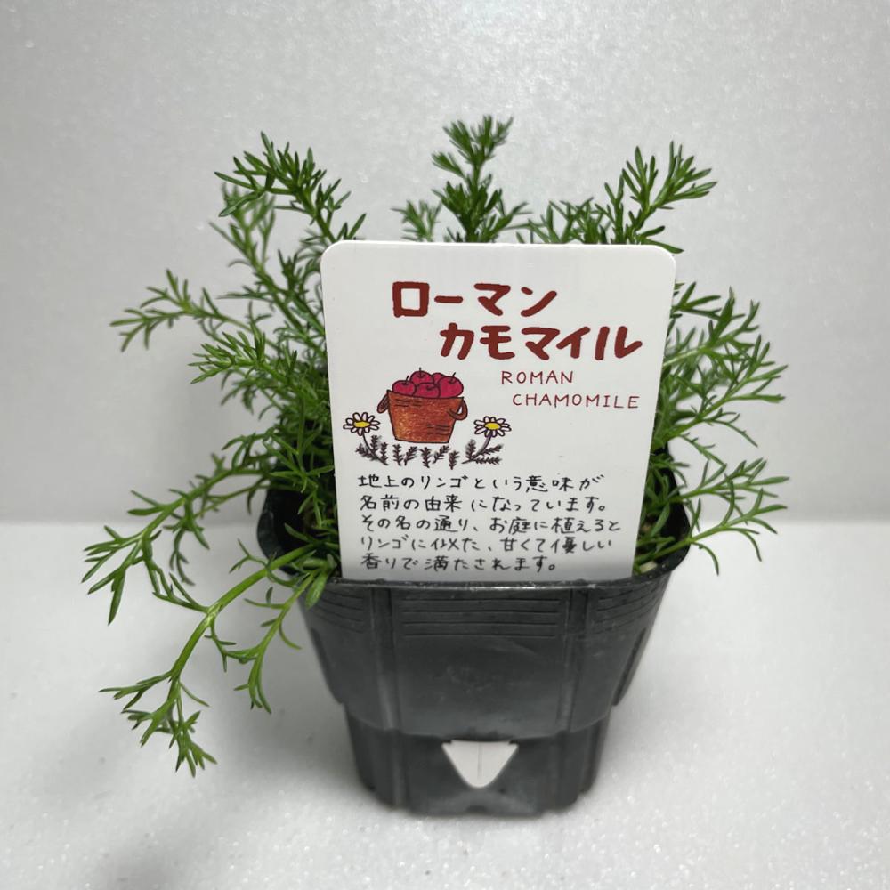 ローマンカモミール　ハーブ苗（４ポット専用）