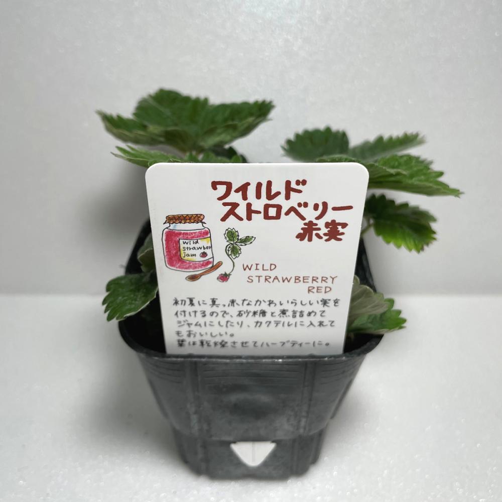 ワイルドストロベリー赤実　ハーブ苗（４ポット専用）