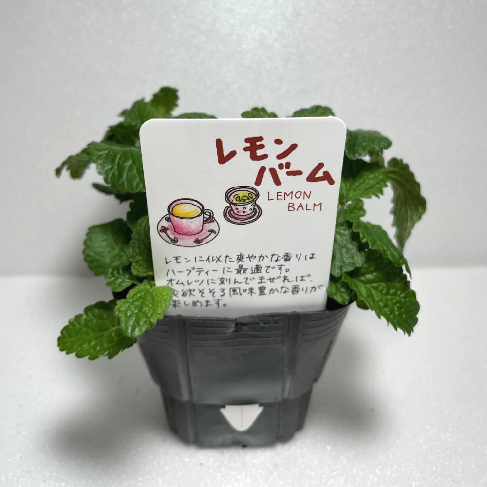 レモンバーム　ハーブ苗（４ポット専用）