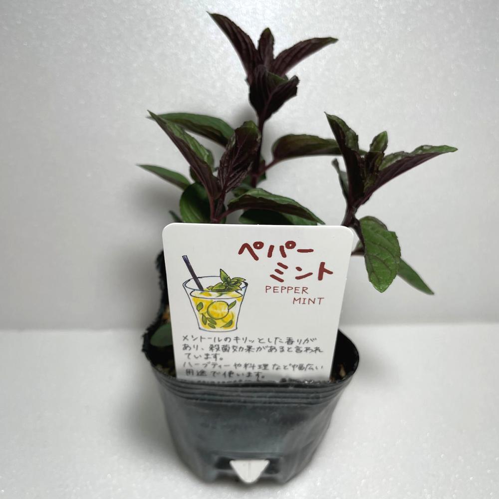 ペパーミント　ハーブ苗（４ポット専用）
