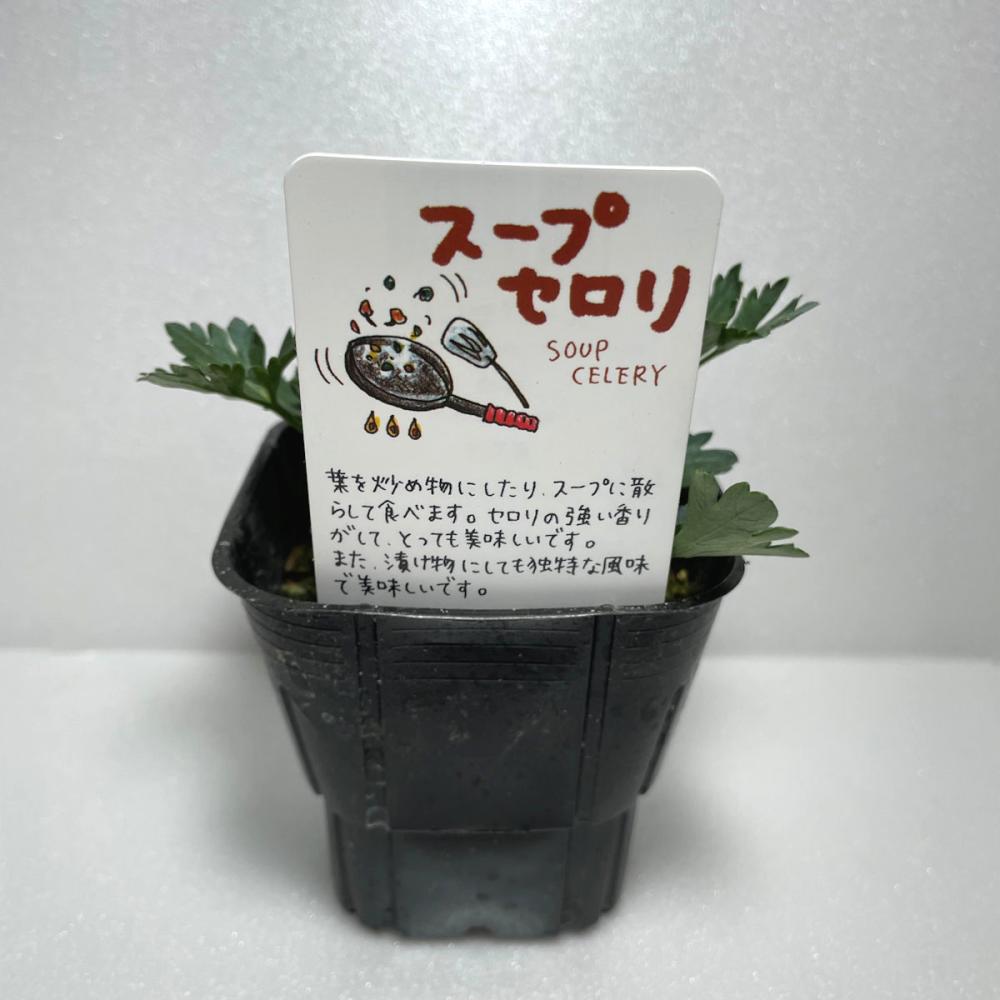スープセロリ　ハーブ苗（４ポット専用）