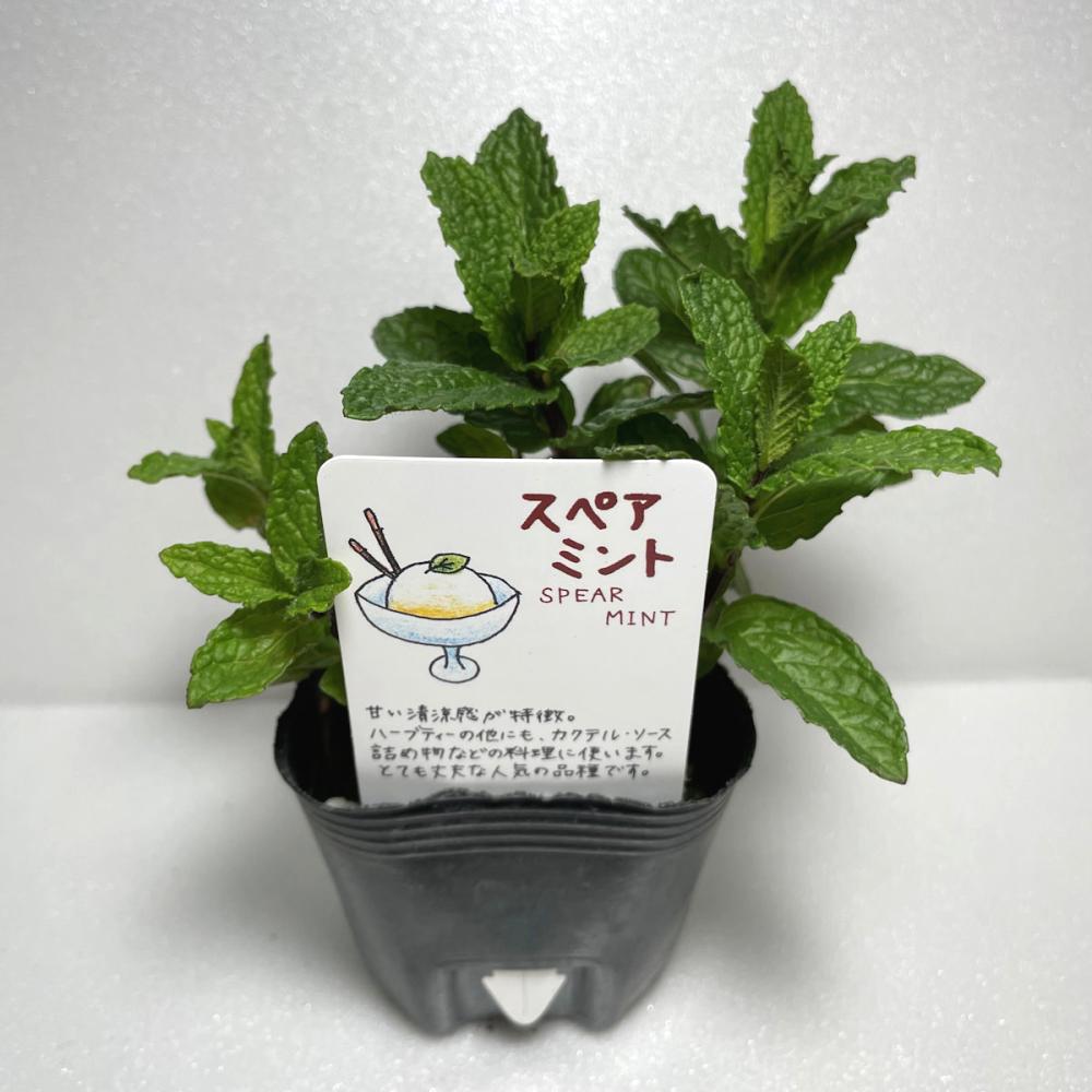 スペアミント　ハーブ苗（４ポット専用）