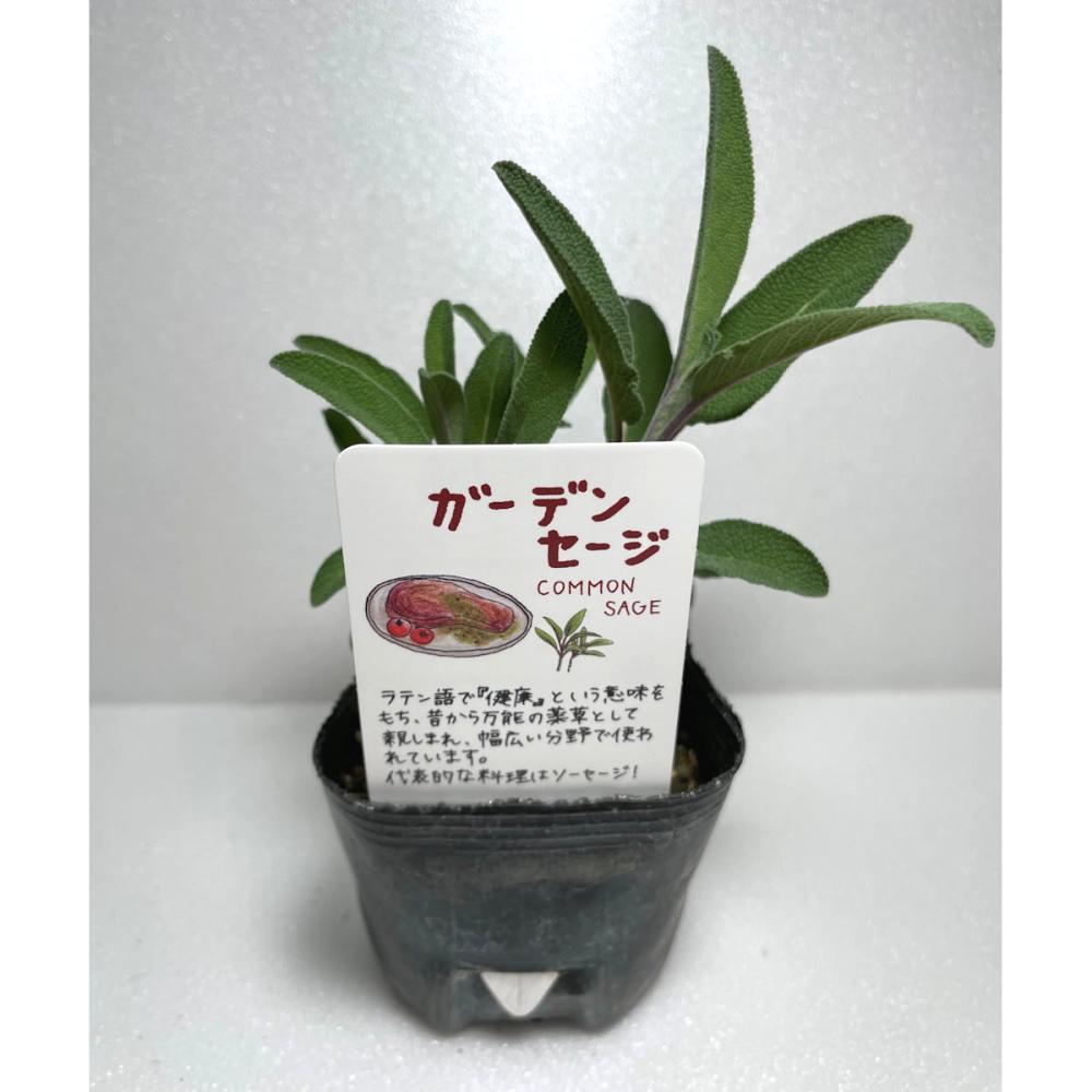 コモンセージ　ハーブ苗（４ポット専用）