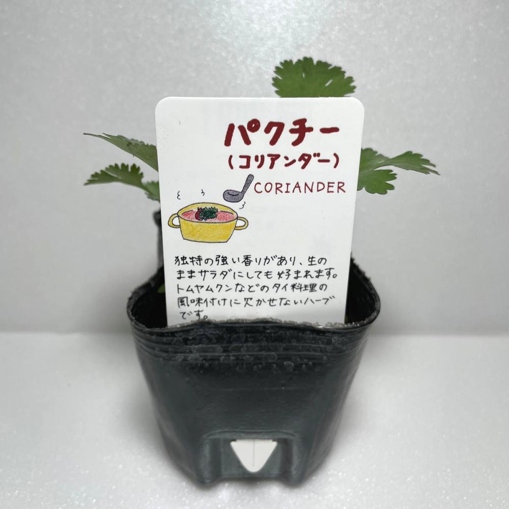 コリアンダー　ハーブ苗（４ポット専用）