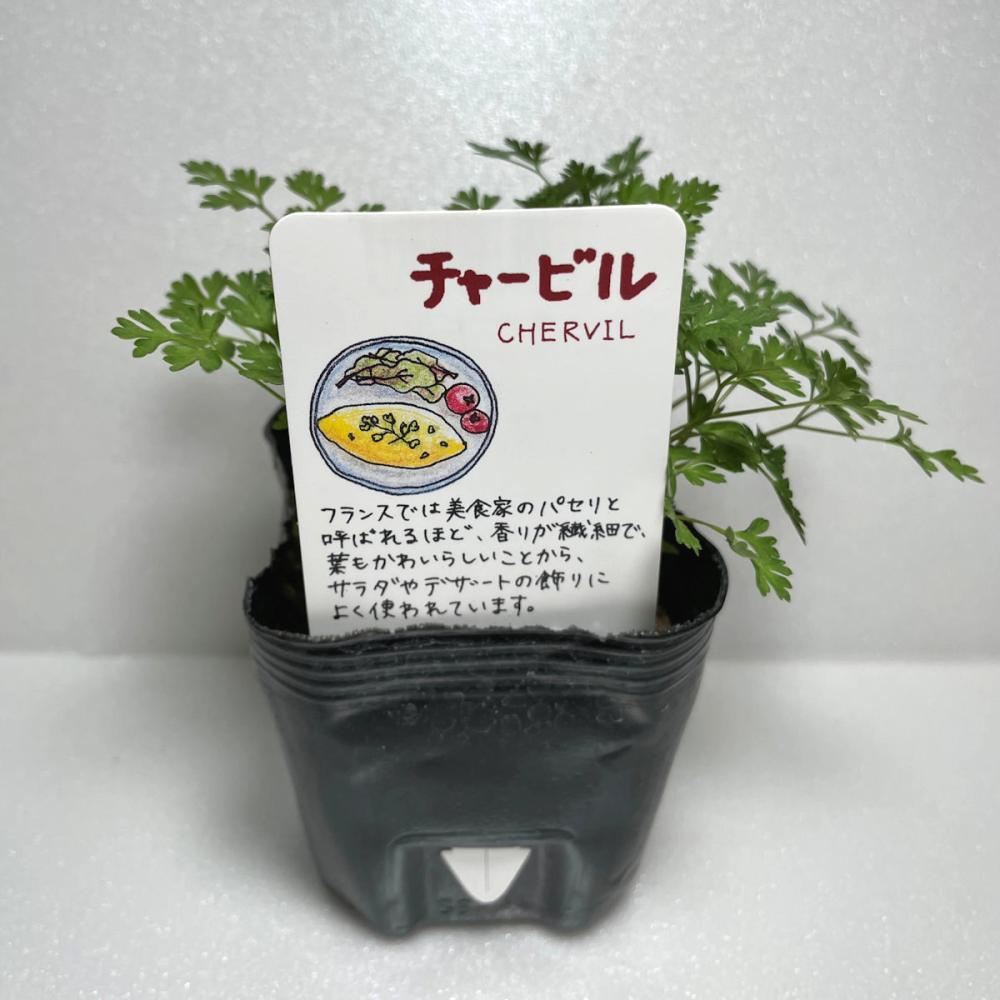 チャービル　ハーブ苗（４ポット専用）