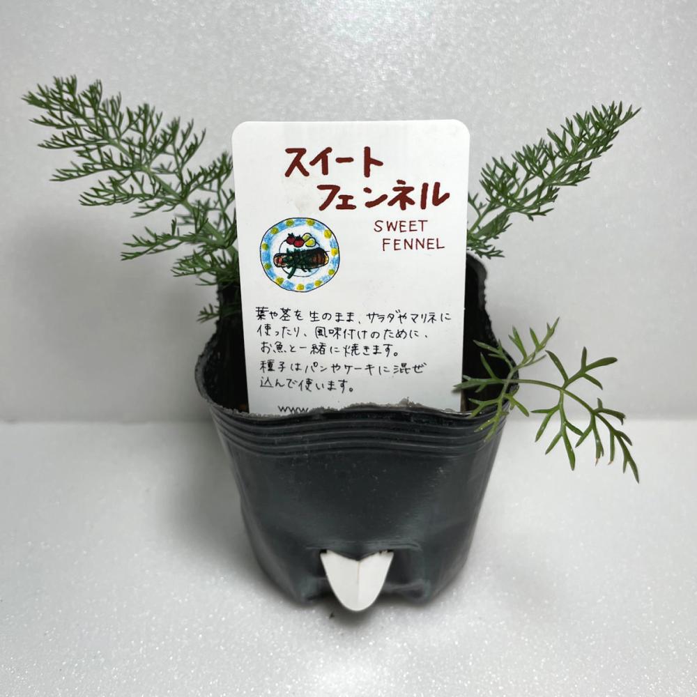 スィートフェンネル　ハーブ苗（４ポット専用）