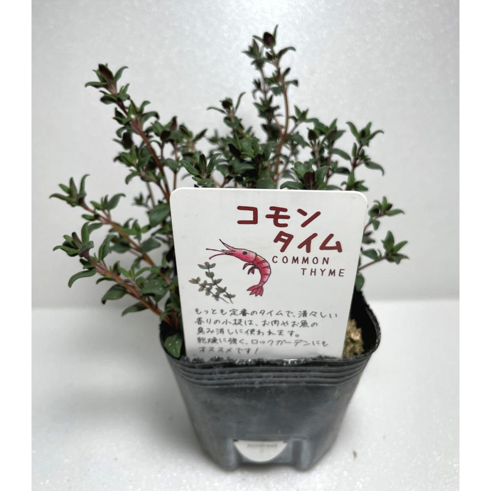 コモンタイム　ハーブ苗（４ポット専用）
