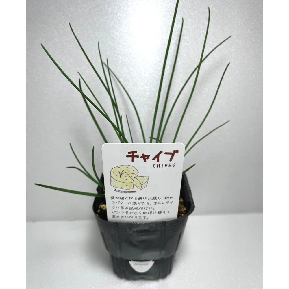 チャイブ　ハーブ苗（４ポット専用）