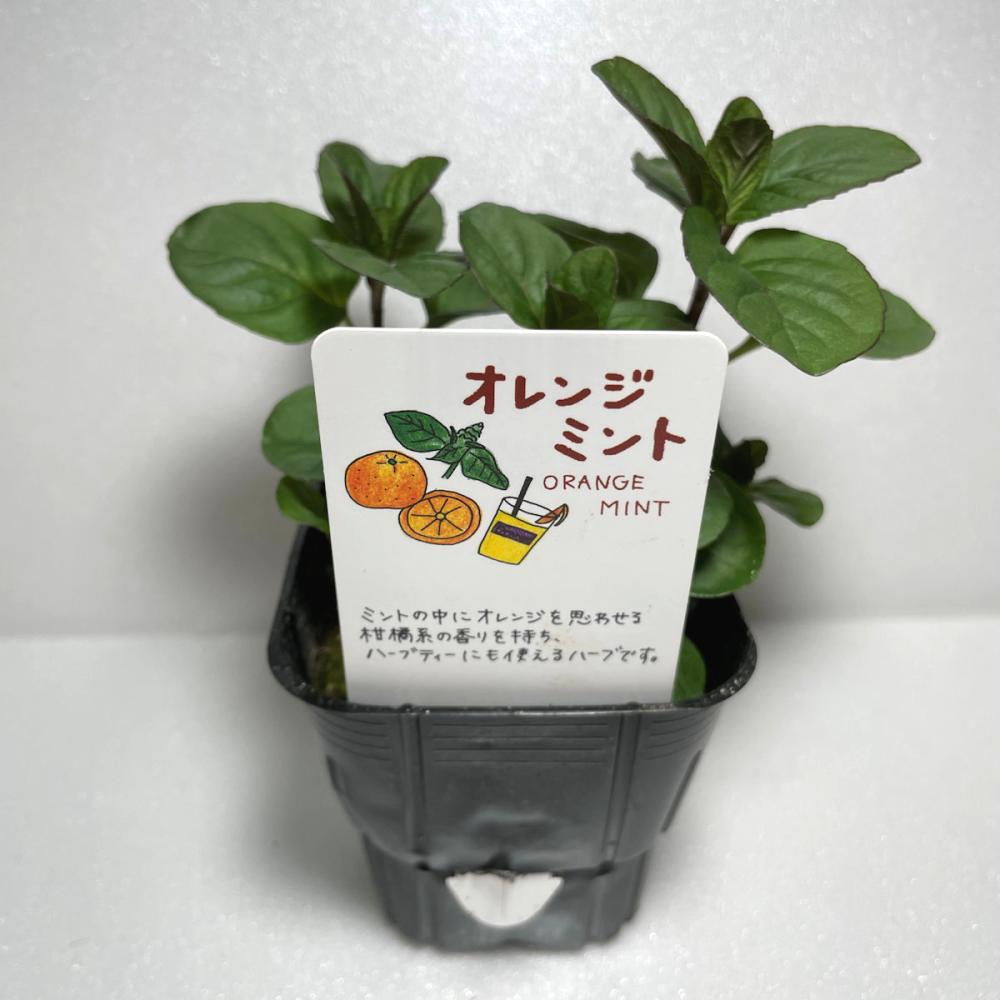 オレンジミント　ハーブ苗（４ポット専用）