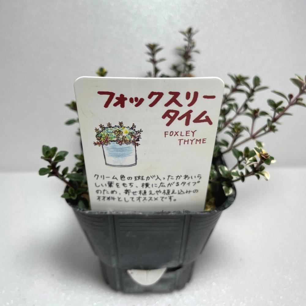 タイムフォックスリー　ハーブ苗（４ポット専用）