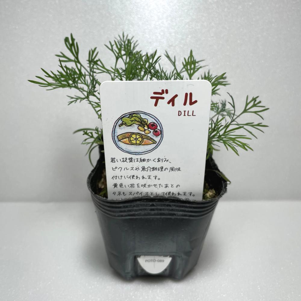 ディル　ハーブ苗（４ポット専用）
