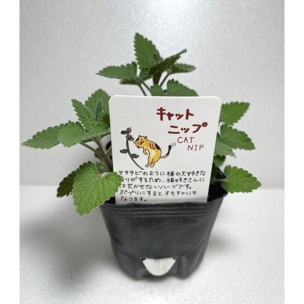 キャットニップ　ハーブ苗（４ポット専用）