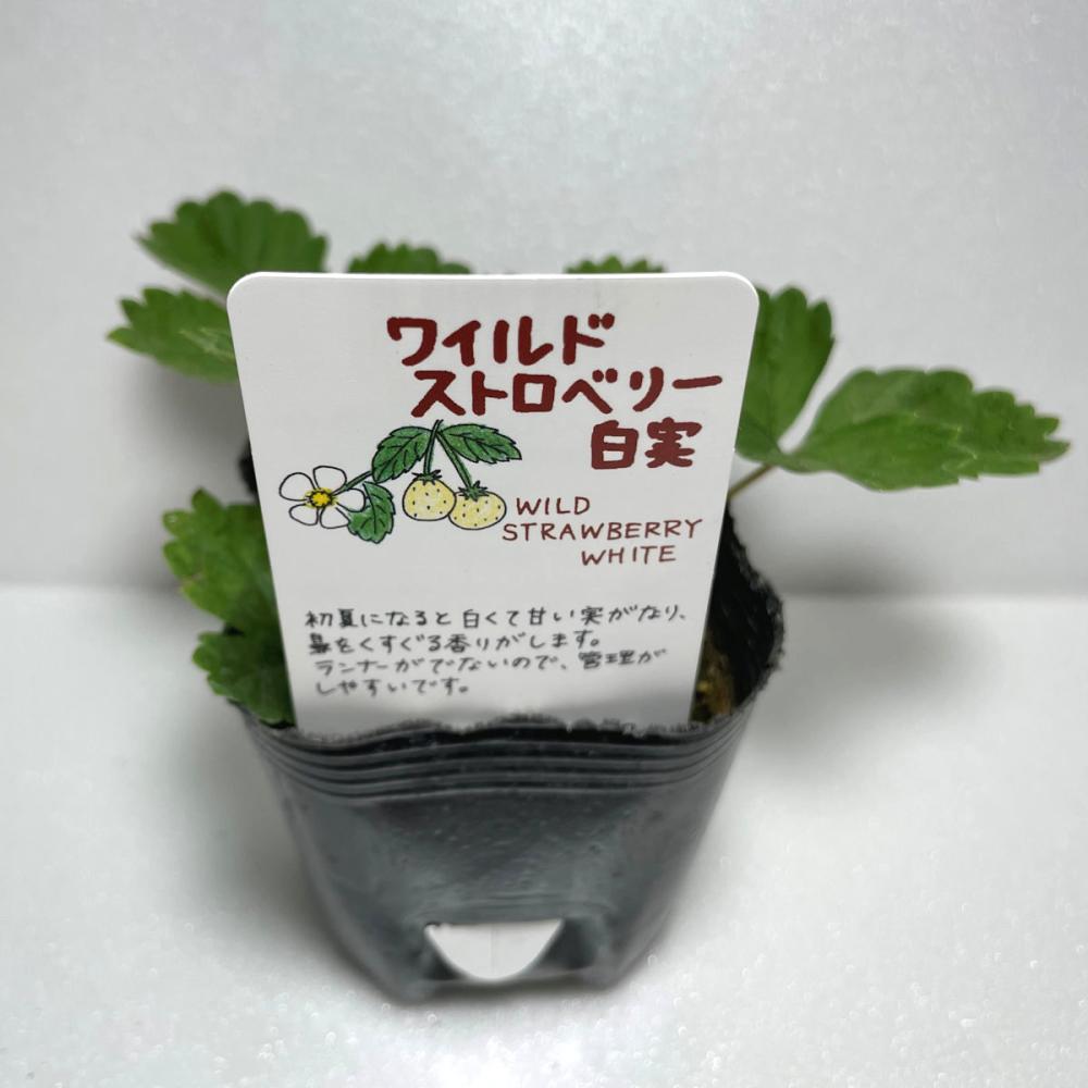 ワイルドストロベリー　白実　ハーブ苗（４ポット専用）