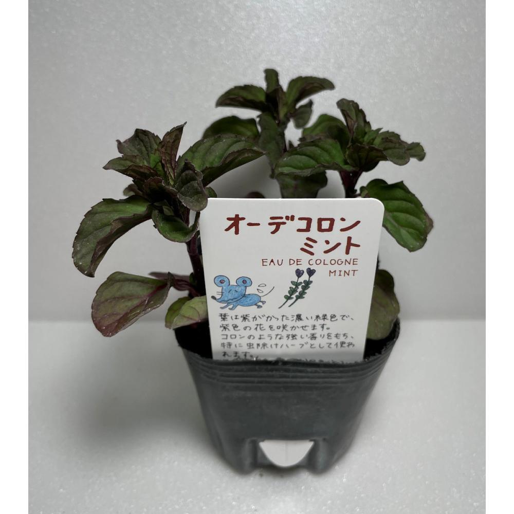 オーデコロンミント　ハーブ苗（４ポット専用）