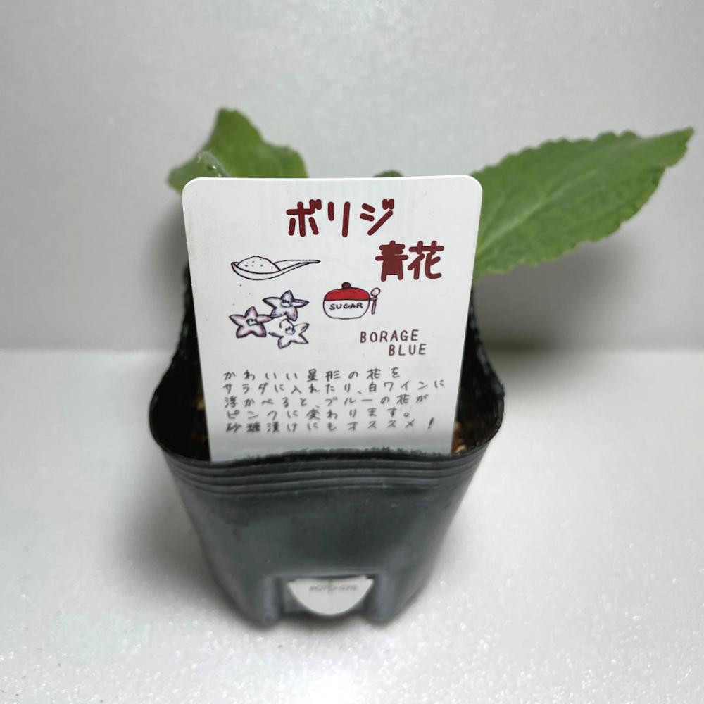 予備ボリジ　　青花　ハーブ苗（４ポット専用）