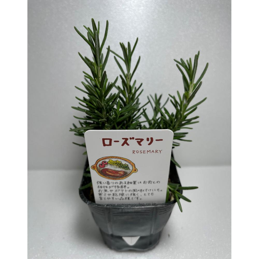 ローズマリー　立性　ハーブ苗　１４ポット（５６ポット専用）