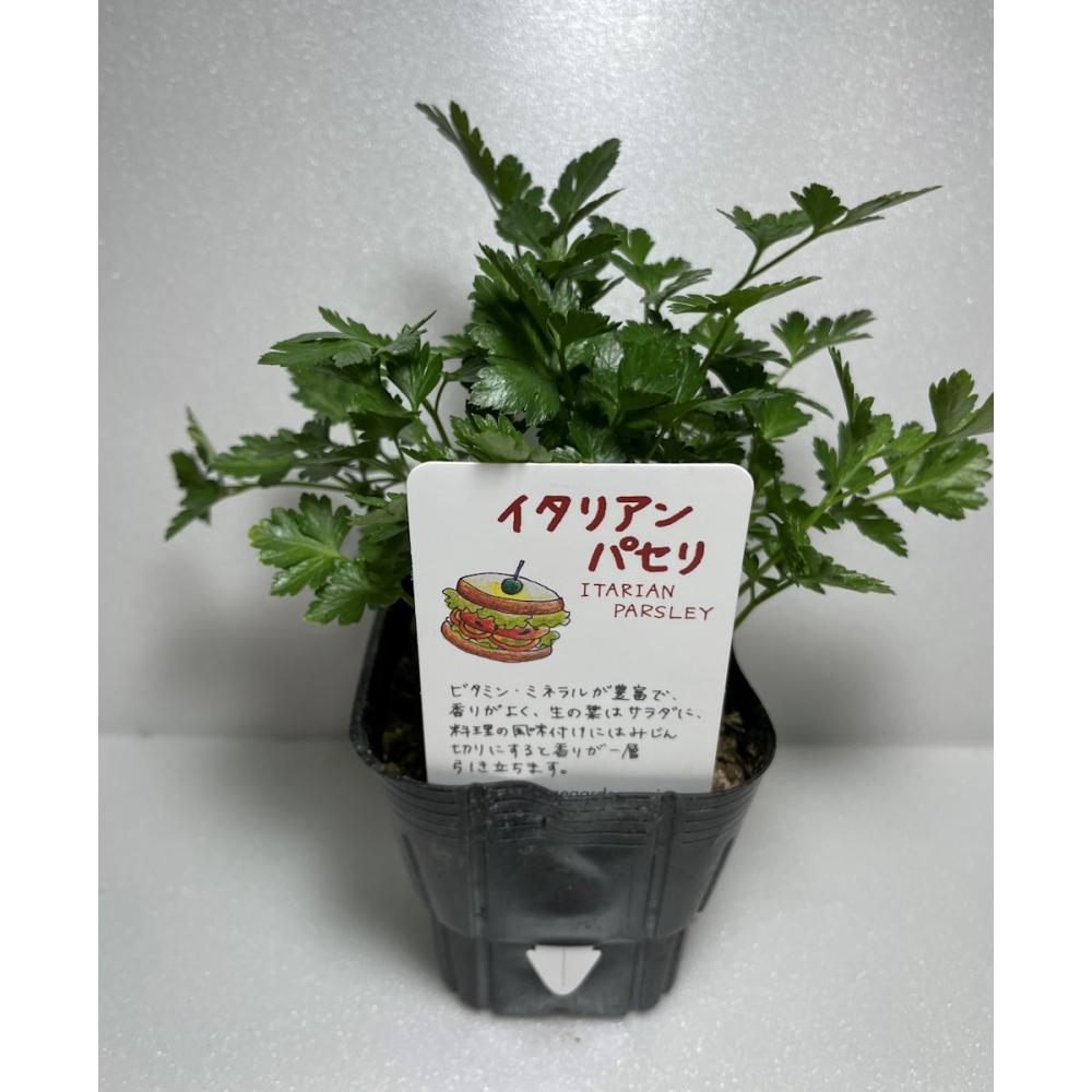 イタリアンパセリ　ハーブ苗　１４ポット（５６ポット専用）