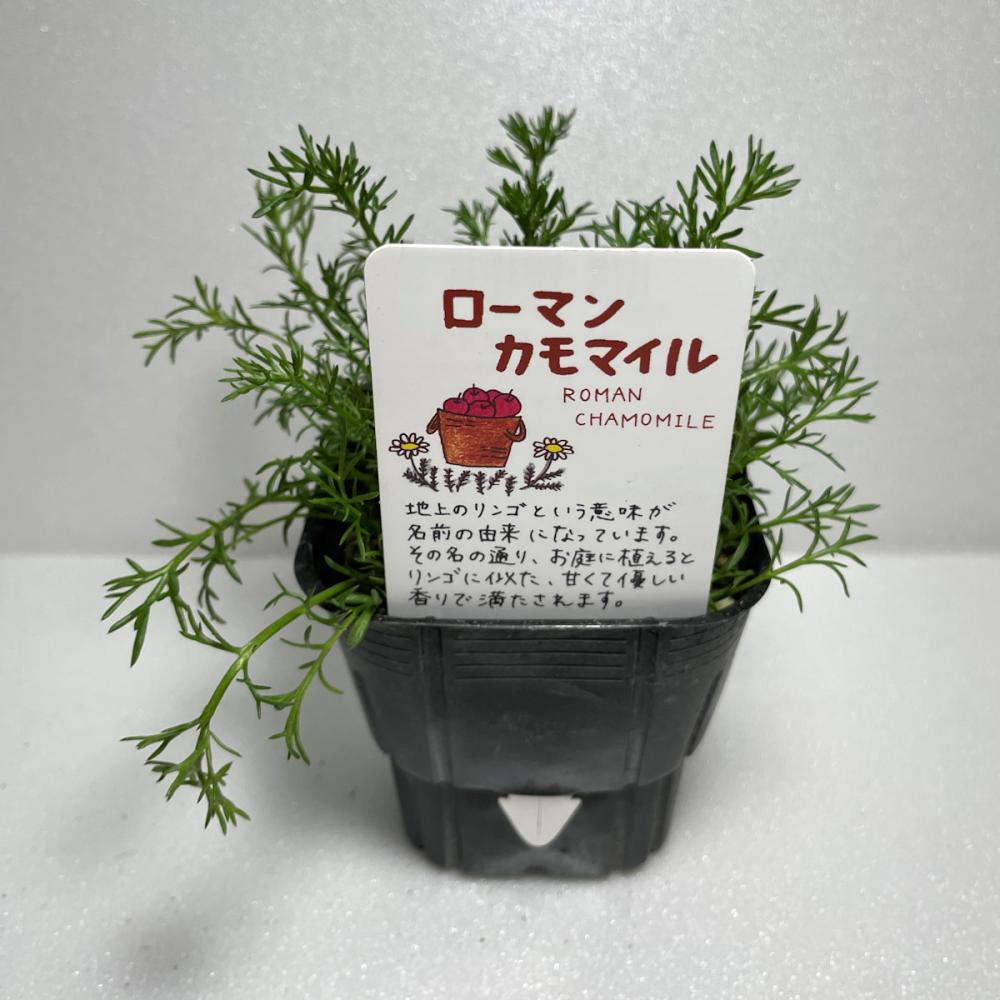ローマンカモミール　ハーブ苗　１４ポット（５６ポット専用）