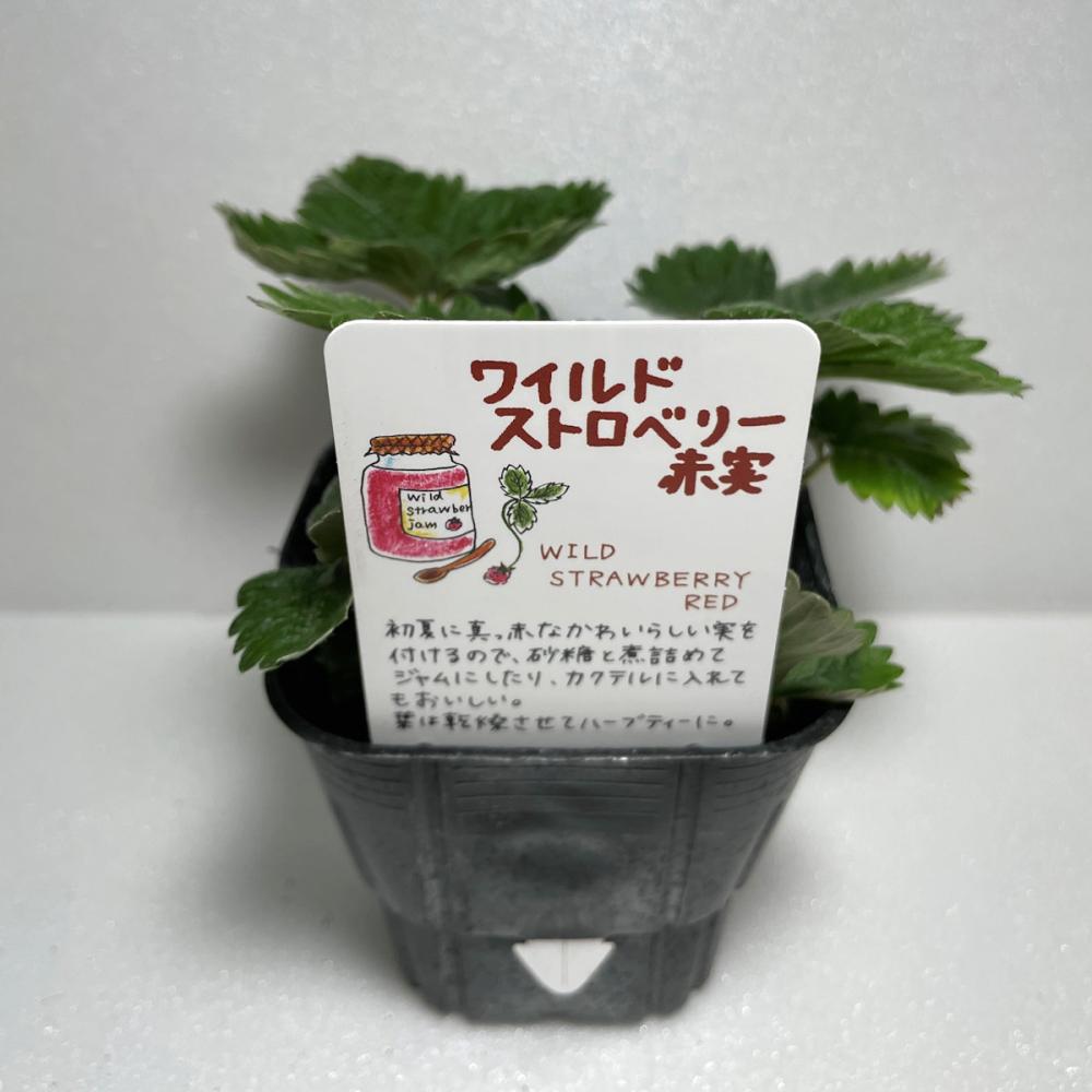 ワイルドストロベリー赤実　ハーブ苗　１４ポット（５６ポット専用）