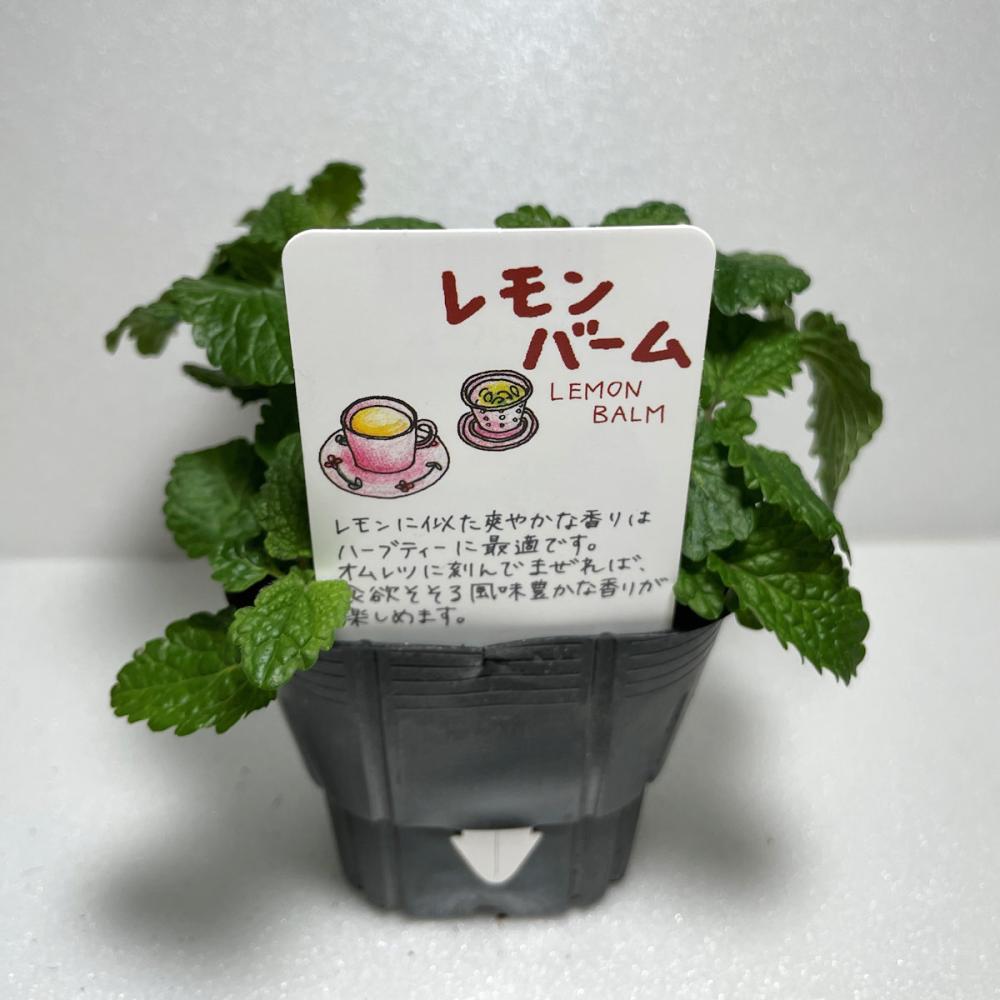 レモンバーム　ハーブ苗　１４ポット（５６ポット専用）