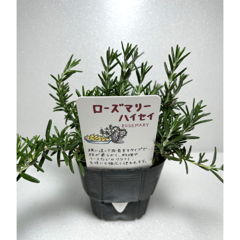 ローズマリー　這性　ハーブ苗　１４ポット（５６ポット専用）