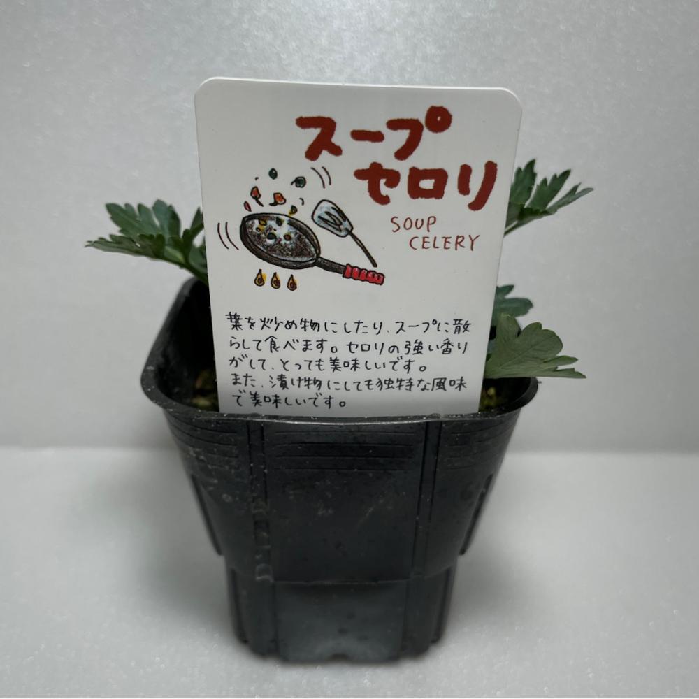 スープセロリ　ハーブ苗　１４ポット（５６ポット専用）