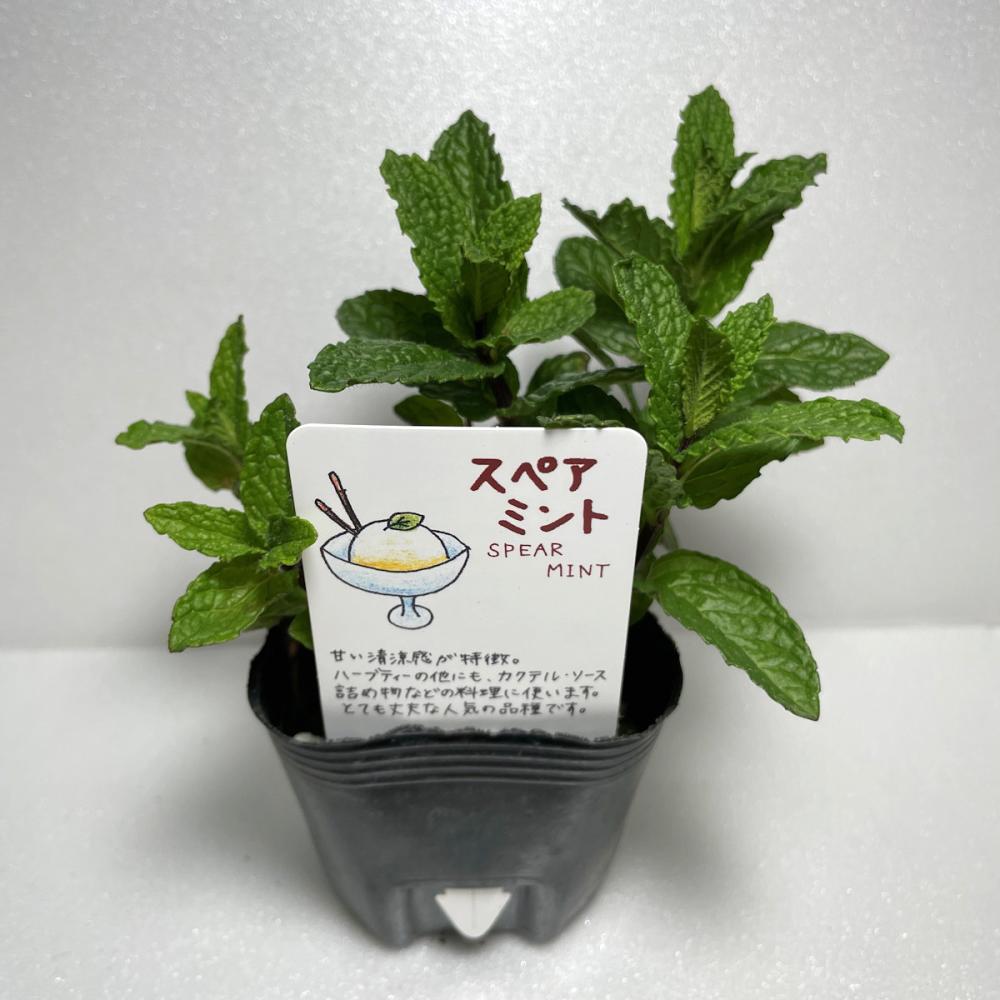 スペアミント　ハーブ苗　１４ポット（５６ポット専用）