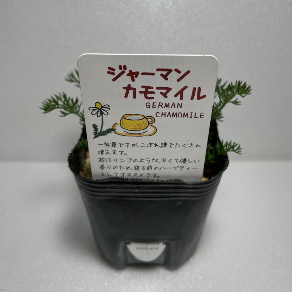 ジャーマンカモミール　ハーブ苗　１４ポット（５６ポット専用）