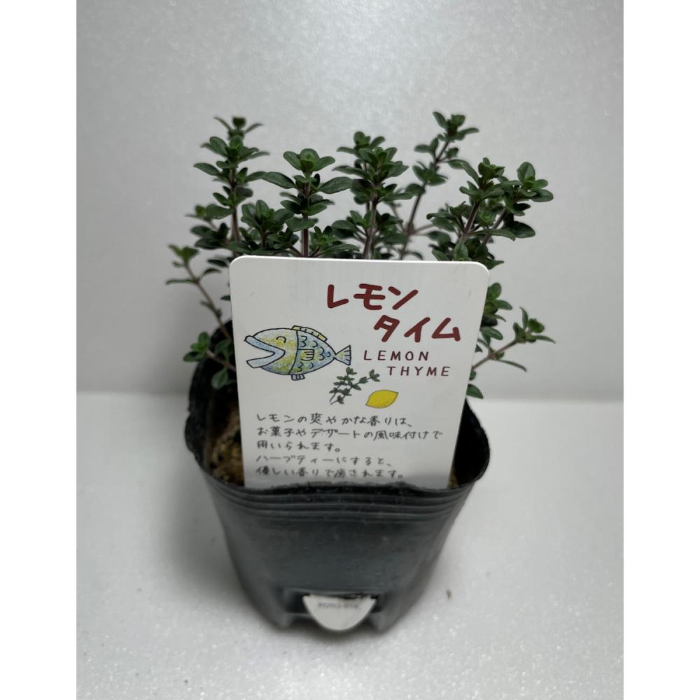 レモンタイム　ハーブ苗　１４ポット（５６ポット専用）