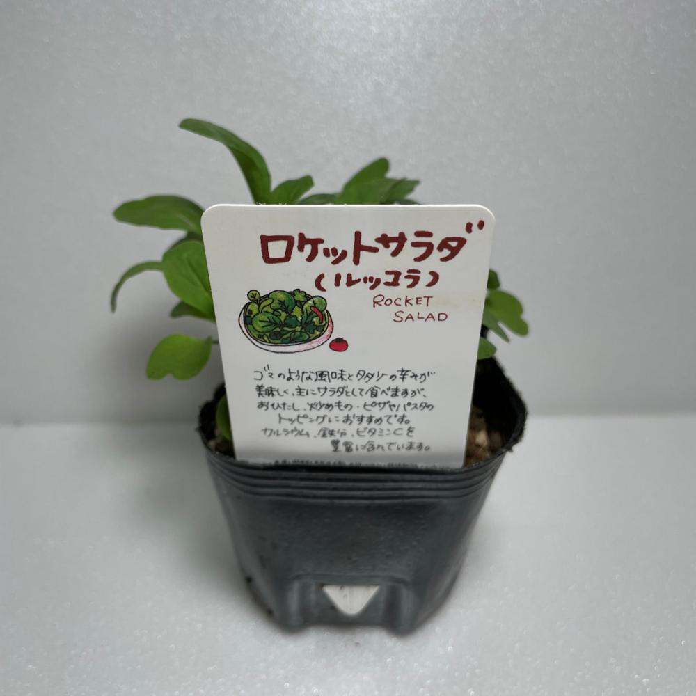ロケット　ハーブ苗　１４ポット（５６ポット専用）