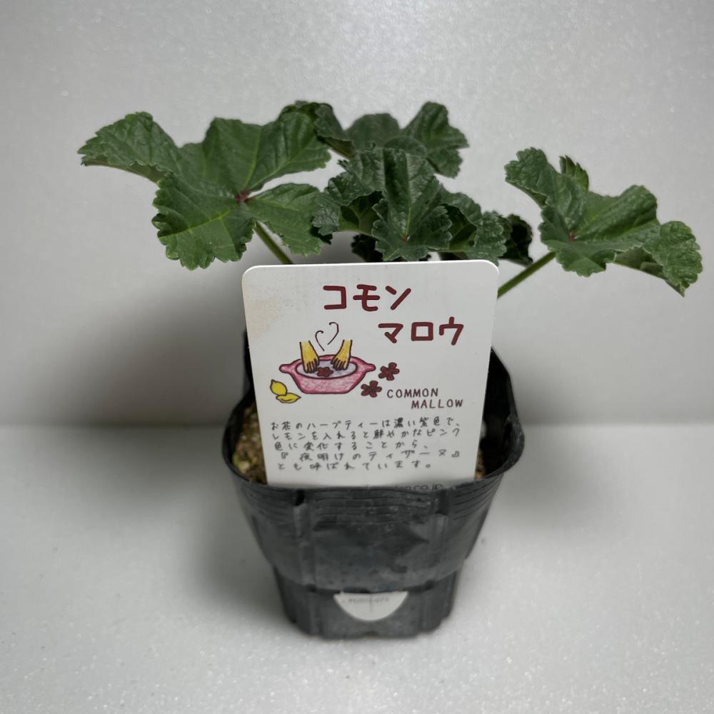 コモンマロウ　ハーブ苗　１４ポット（５６ポット専用）