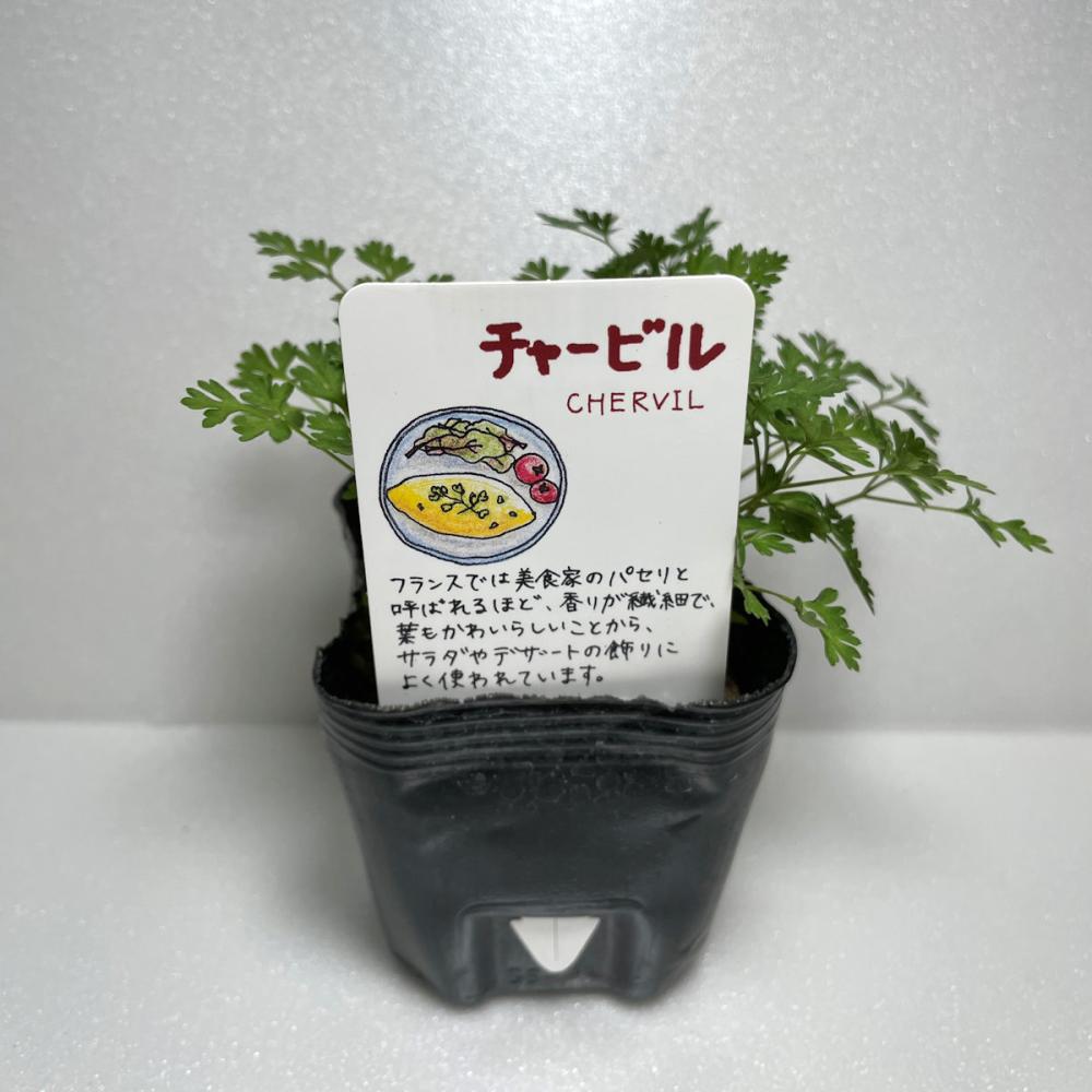 チャービル　ハーブ苗　１４ポット（５６ポット専用）