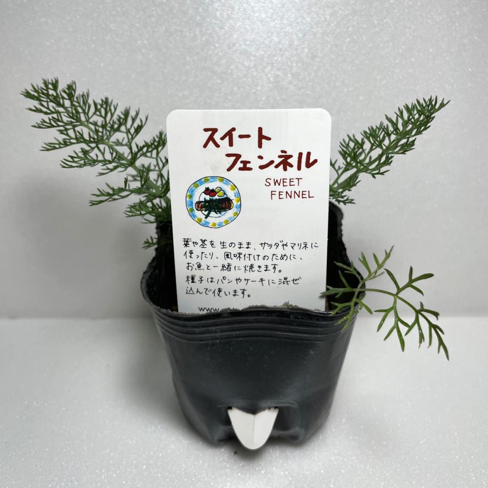 スィートフェンネル　ハーブ苗　１４ポット（５６ポット専用）