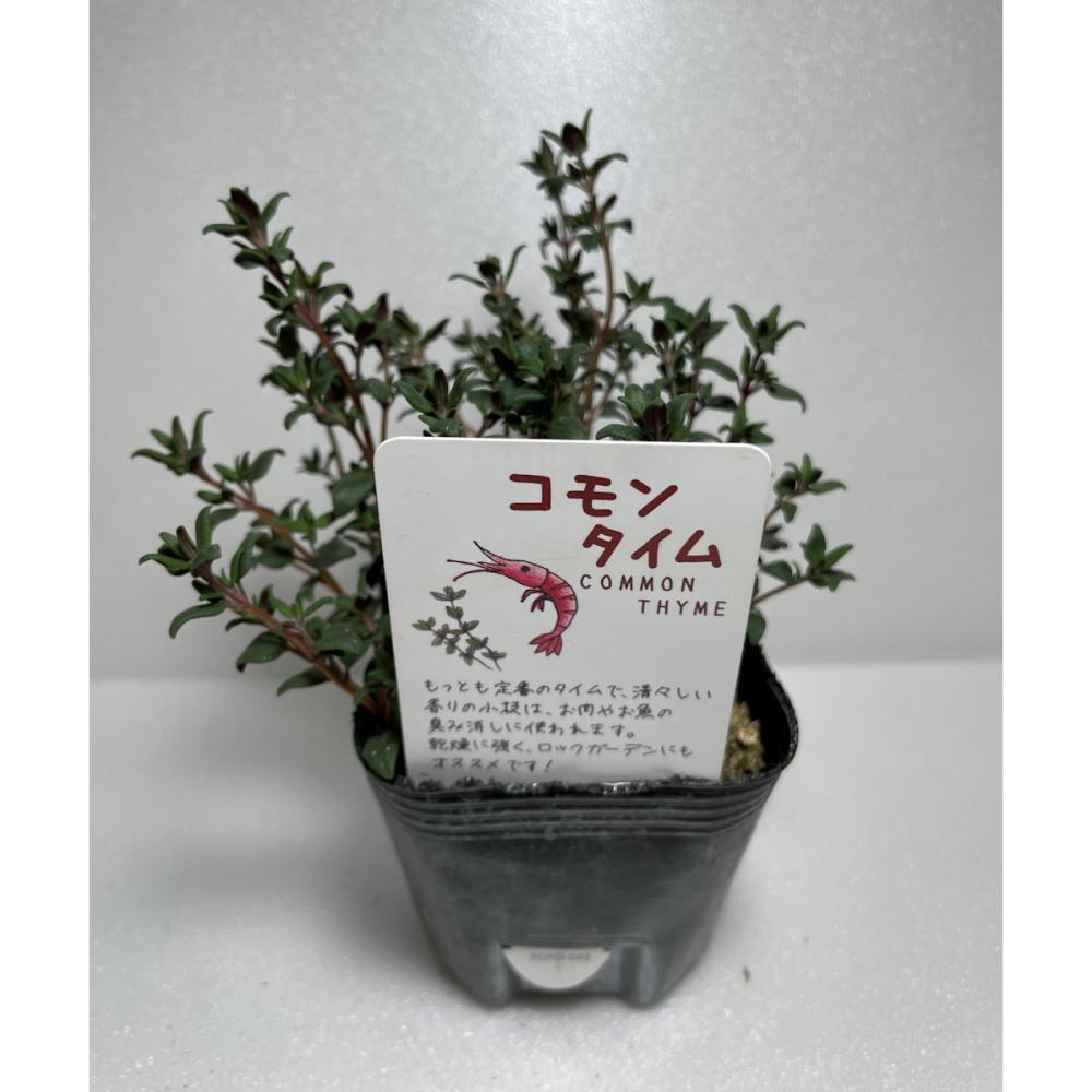 コモンタイム　ハーブ苗　１４ポット（５６ポット専用）