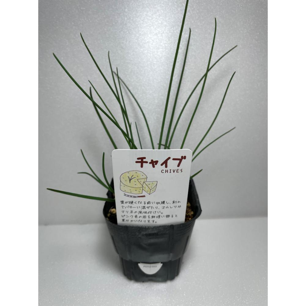 チャイブ　ハーブ苗　１４ポット（５６ポット専用）